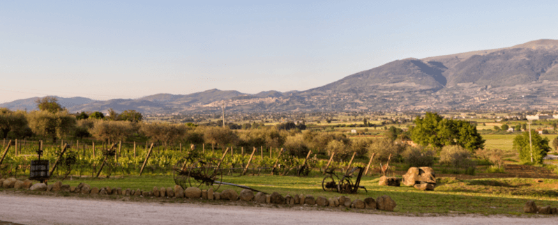 ディ・フィリッポ・ワイナリー周辺のパノラマ写真