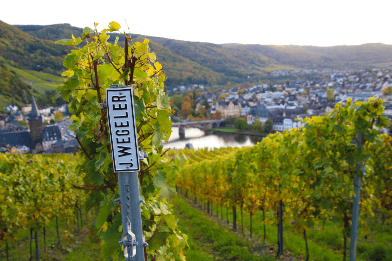 ウェゲラー・ドクター・ヴィンヤード