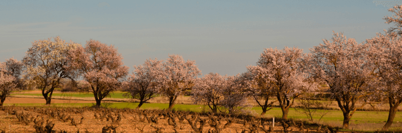 春のボデガス・イ・ヴィネドス・バルデリス・ヴィンヤード