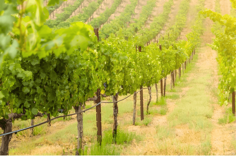 ハッヒツハイムワイナリーのワインの木 ハッヒツハイムワイナリーのワインの木