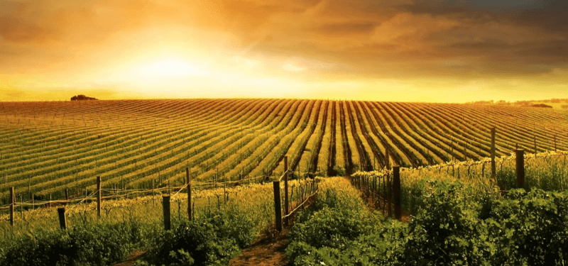 フィンカ・ロス・トレンゾネスのブドウ畑を望む