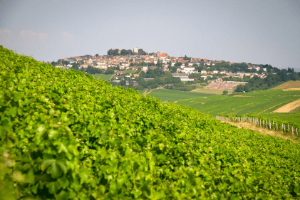 ブドウ畑からヴェノワーズを望む ブドウ畑からヴェノワーズを望む