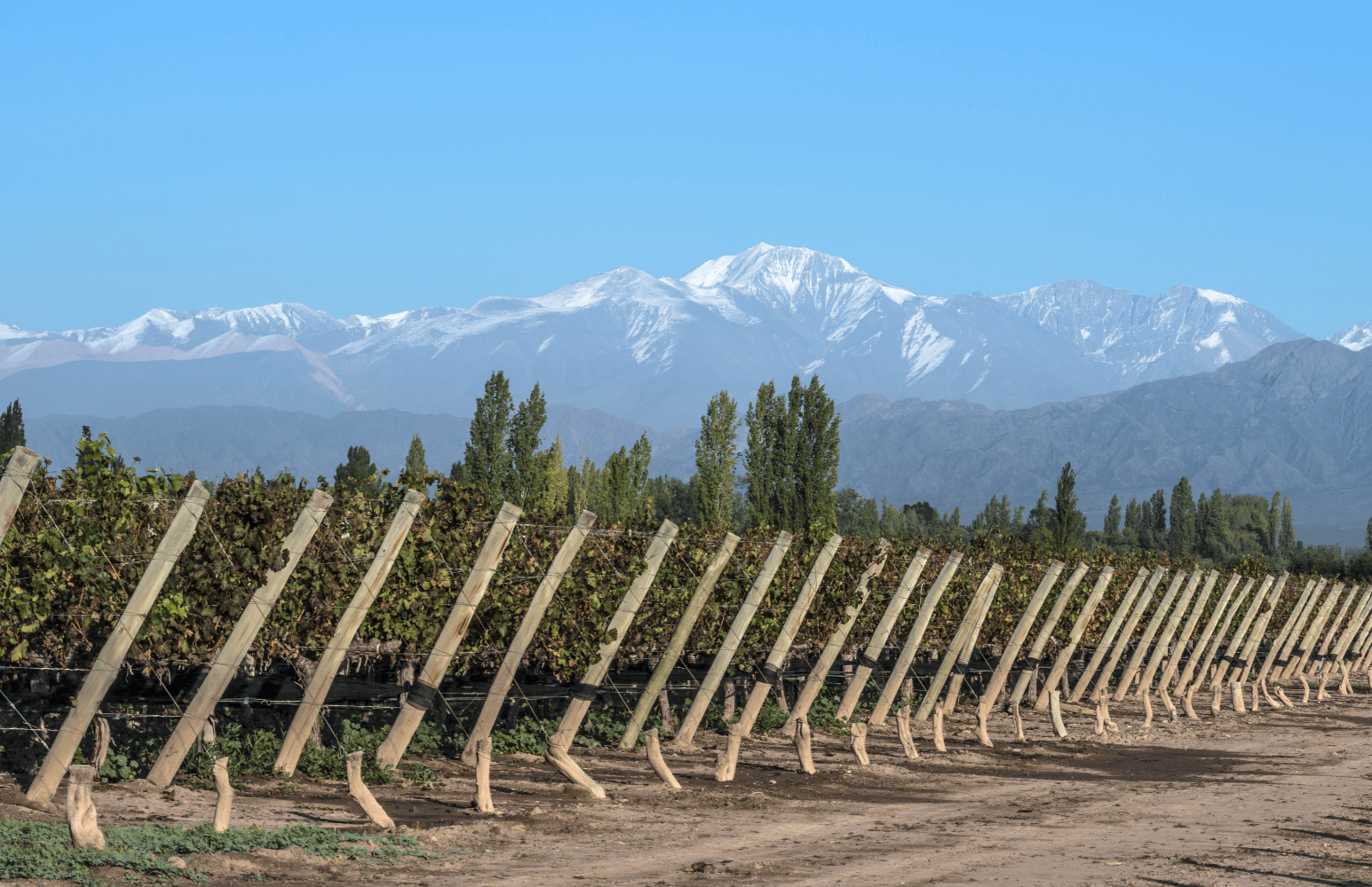 オシャガヴィア-ワインヤード