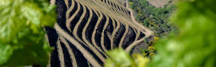 テラスがキンタ・ド・ポルタルの葡萄畑を取り巻くように続いている