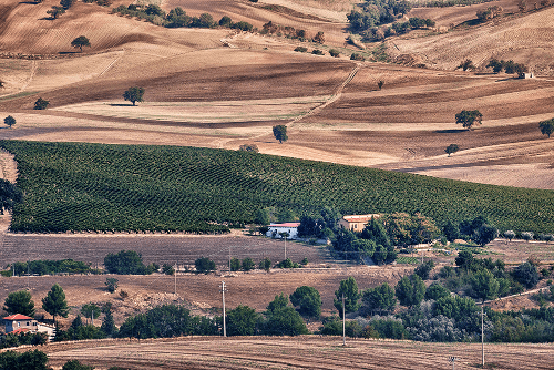 バジリカータ州のワイナリー「ヴィニェーティ・デル・ヴルトゥレ」。