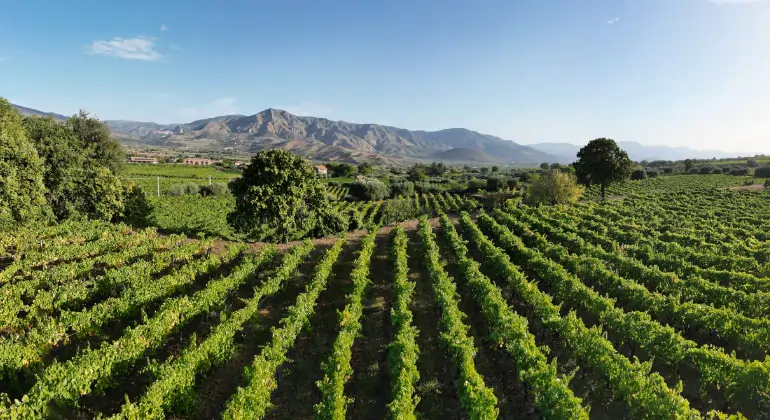 世界各国のロゼワイン、あらゆる魅力を一度に――お試し6本セット