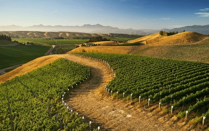 Nautilus のブドウ畑 Nautilus のブドウ畑