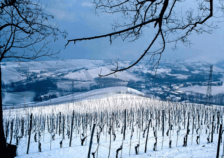 プルノット・ブリック・トゥロート プルノット・ブリック・トゥロート