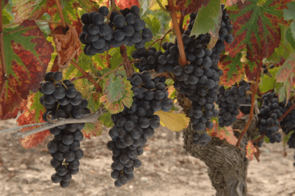 完熟したブドウ 完熟したブドウ