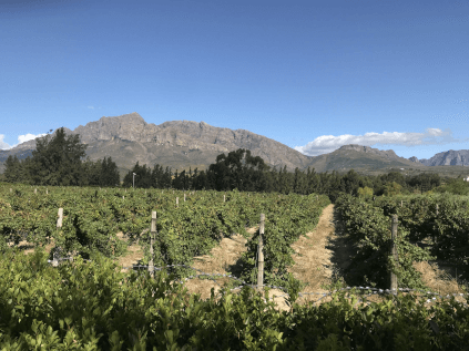 ハウエクワの斜面に広がるブドウ畑 ハウエクワの斜面に広がるブドウ畑