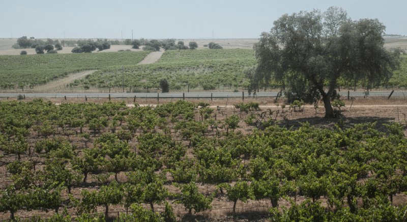 ビリャルタのブドウ畑を見晴らす眺め
