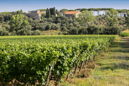 テヌータ・アルヘンティエラ・ヴィンヤード