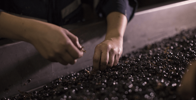 葡萄を選別する 葡萄を選別する