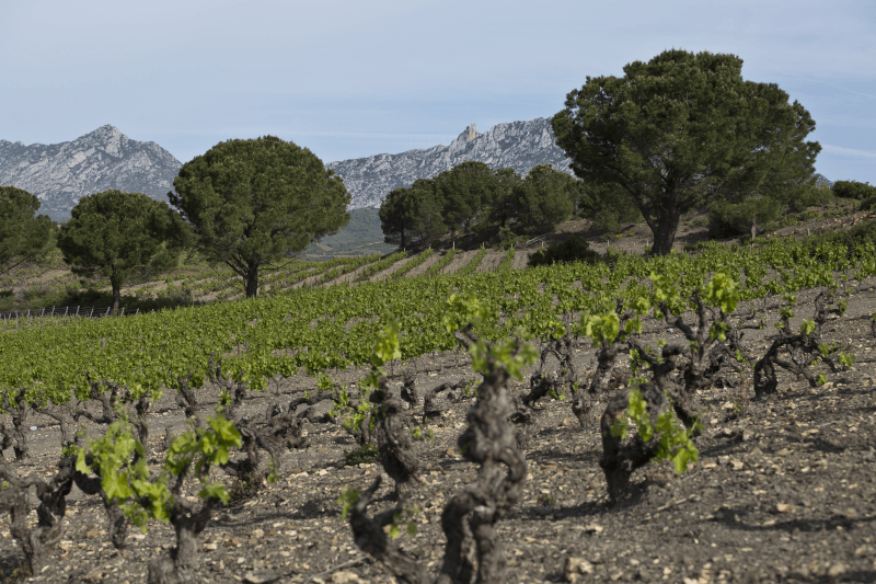 シャトー・サン・ロック・ヴァレ・デル・アグリ
