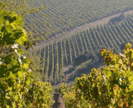 サンタカロリーナ・ヴィンヤード