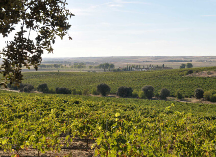 ボデガ・デエサ・ラ・グランハ ボデガ・デエサ・ラ・グランハ