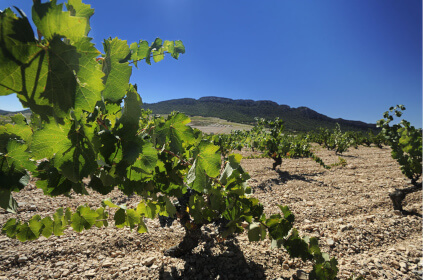 フアン・ヒルのぶどう樹と土壌