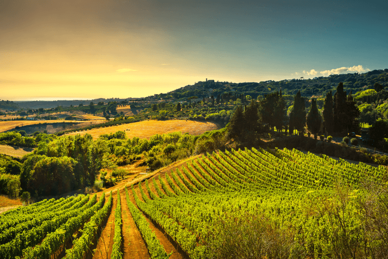 マレンマのワイン造り