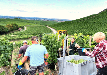 ウェルトナー・ワイナリーでの収穫 ウェルトナー・ワイナリーでの収穫