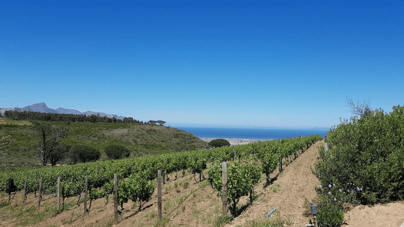 ウォータークルーフ・ヴィンヤード