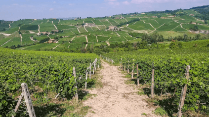 ブドウ畑を見渡す ブドウ畑を見渡す