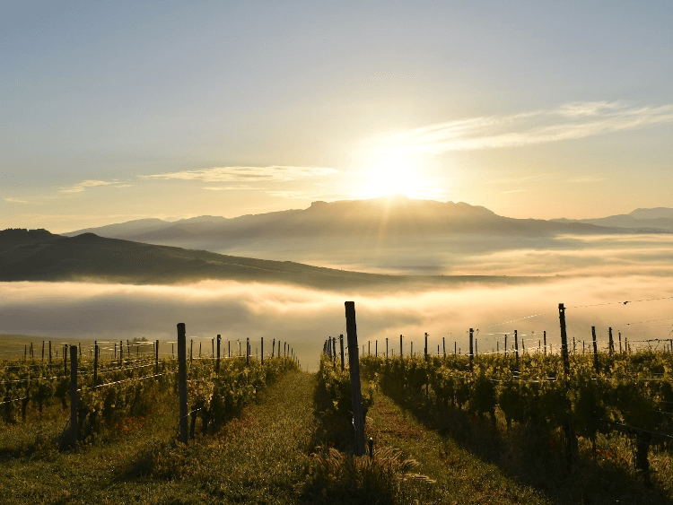 ステムマリの陽光あふれるブドウ畑