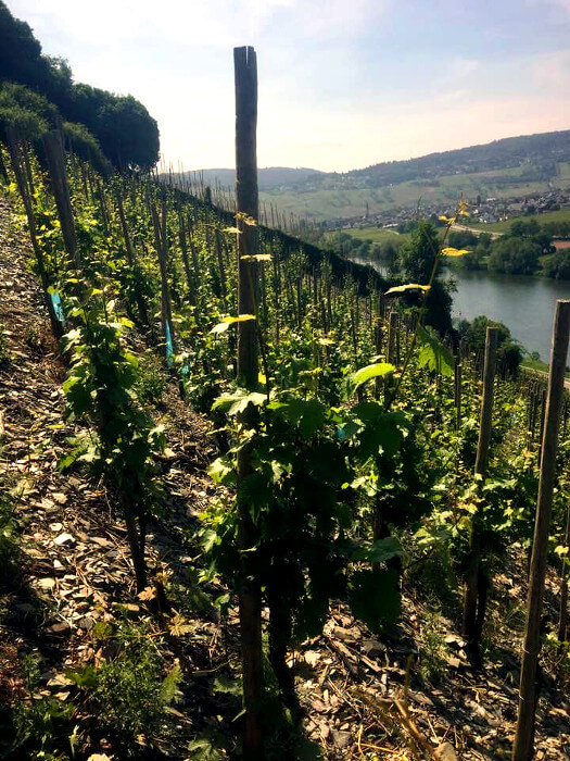 ギュンター・シュタインメッツ モーゼルのブドウ畑