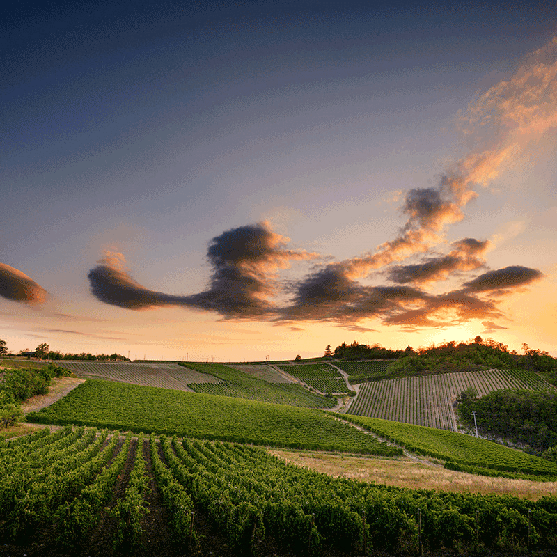 Vigneti Massaのブドウ畑