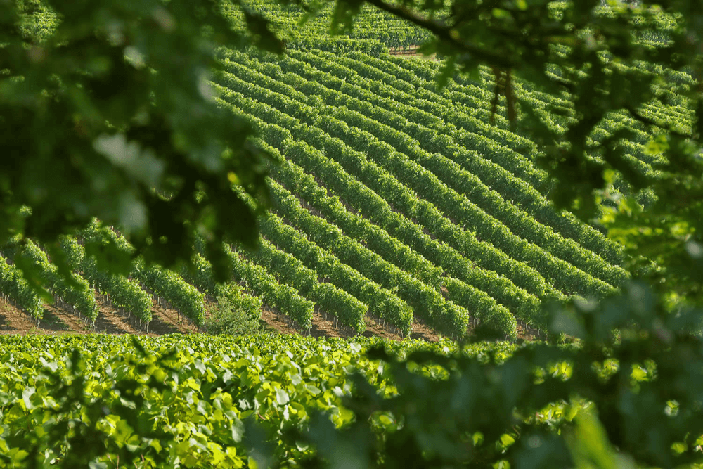 ドメーヌのブドウ畑 ドメーヌのブドウ畑