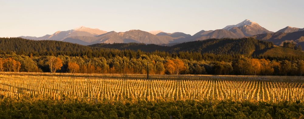 ヴィンヤード・マリスコ