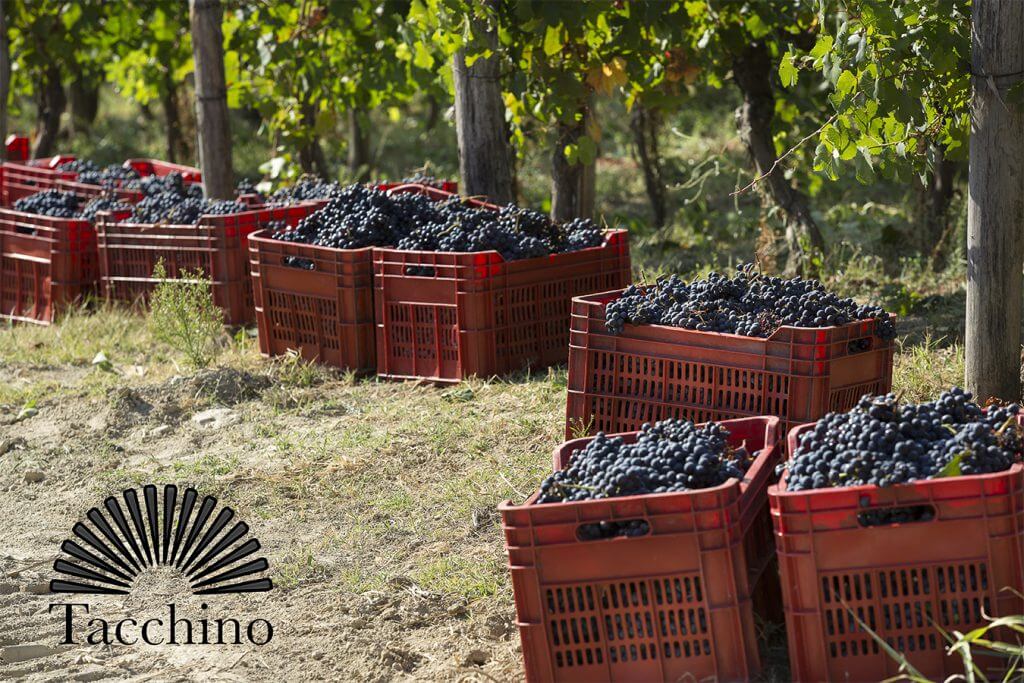 タッキーノでの収穫