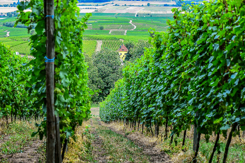 アルザスワインルート アルザスワインルート