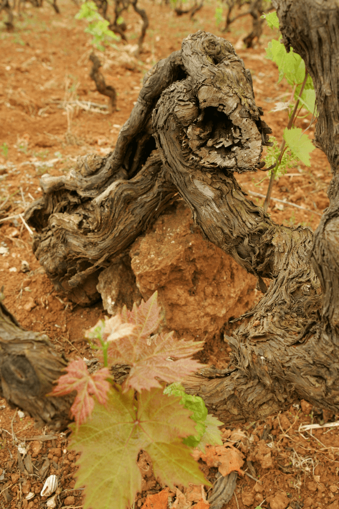 テッレ・ディ・カンポ・サッソ・ヴィーネ テッレ・ディ・カンポ・サッソ・ヴィーネ