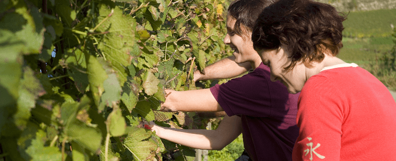 ワーゼンヴァイラーのワインハウスの女性ワイナリー