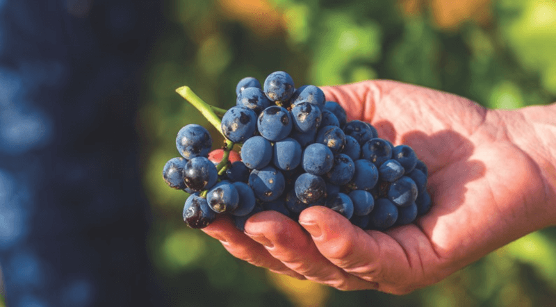 360のベースはガルナッチャとテンプラニーリョ