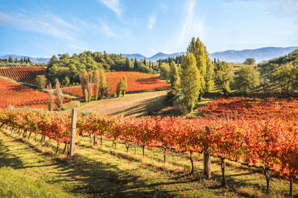 ウンブリアのブドウ畑 ウンブリアのブドウ畑