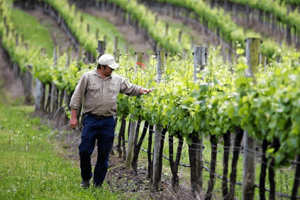 yellow tailのブドウ