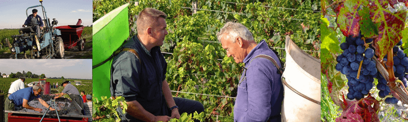 シャトー・ミカレでの収穫のためのコラージュ シャトー・ミカレでの収穫のためのコラージュ