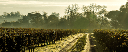 靄の中から陽光が差し込む