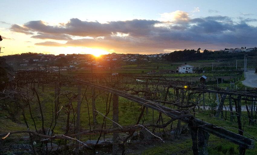 キンタ・ダ・リシャのパーゴラ仕立てのブドウ畑