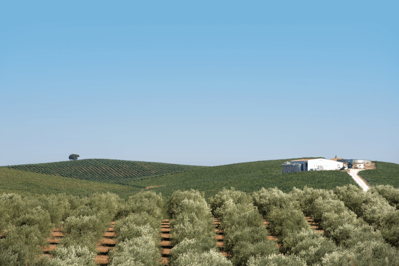 キンタ・ダス・アルカス・ヴィンヤード キンタ・ダス・アルカス・ヴィンヤード