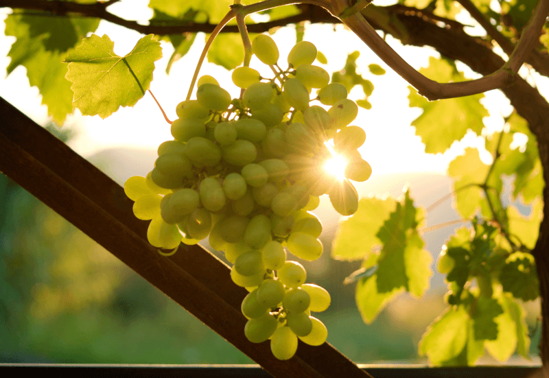 ソーヴィニヨン・ブランのブドウ ソーヴィニヨン・ブランのブドウ