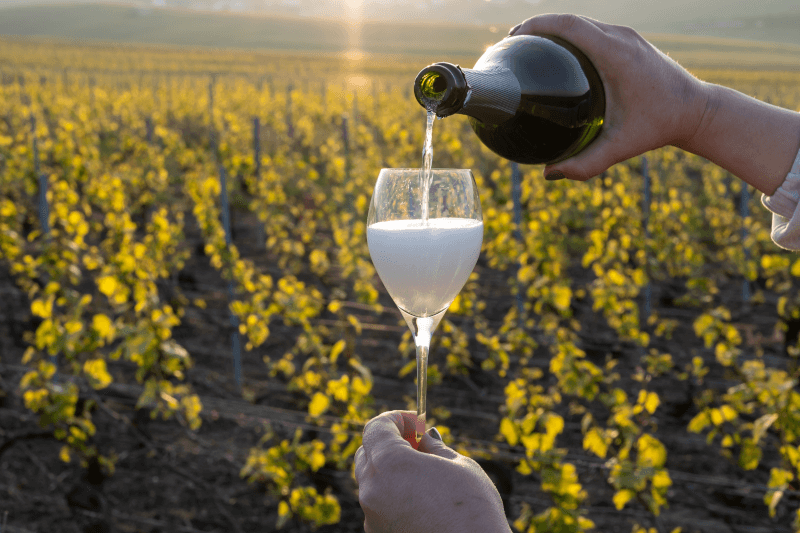 ブラン・ド・ブランをぶどう畑で試飲 ブラン・ド・ブランをぶどう畑で試飲