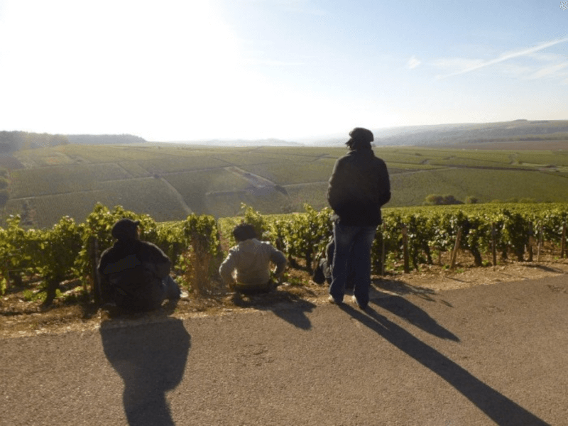 ドメーヌ・セルヴァン・ヴィンヤード