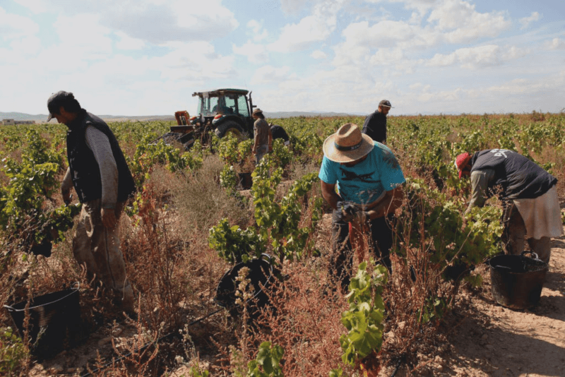 ブドウ畑での作業