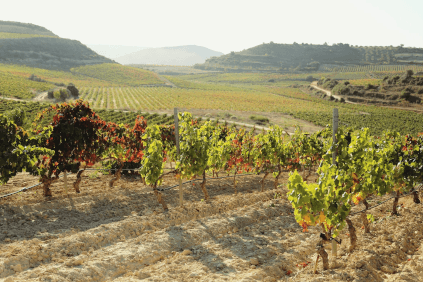 チャバリ家のブドウ畑を望む