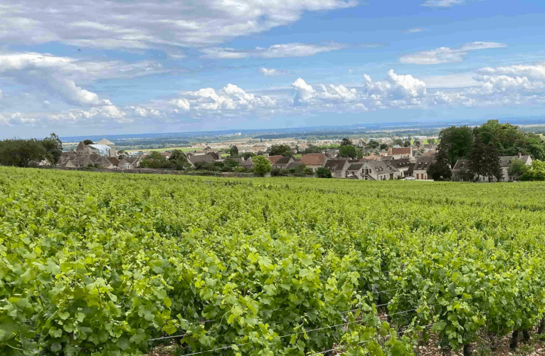 ヴィンヤード ティエリー・モルテ ヴィンヤード ティエリー・モルテ