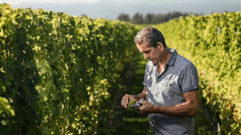 ブドウ畑で ブドウ畑で