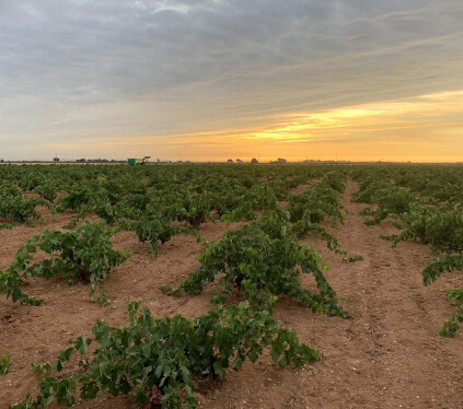 ビニェドス・エル・ビンクロ ビニェドス・エル・ビンクロ