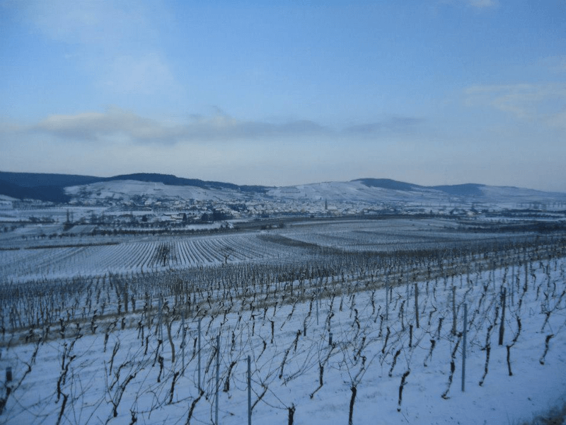 冬のArthur Metz Vineyard 冬のArthur Metz Vineyard